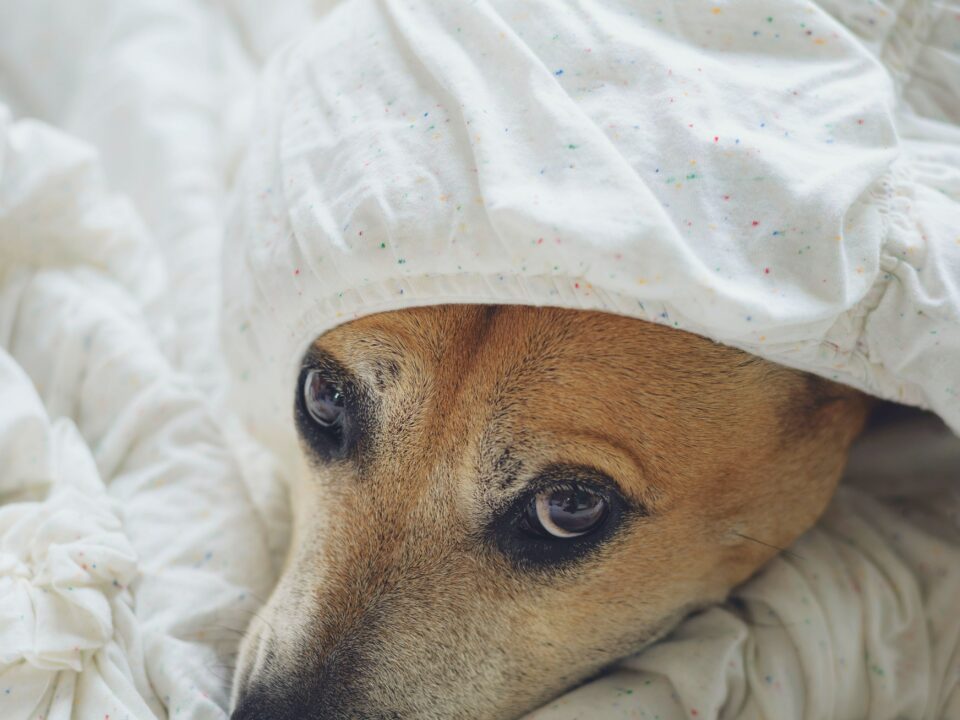 cani gatti paura capodanno botti