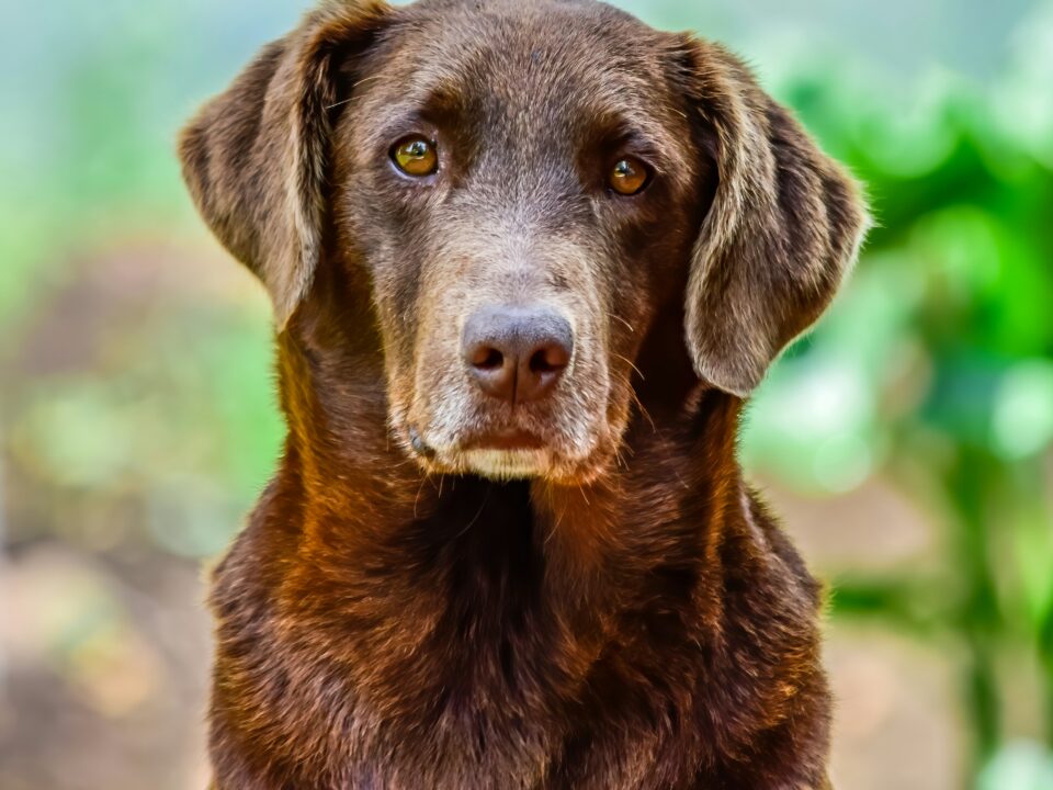 bio&bau alimentazione cane anziano