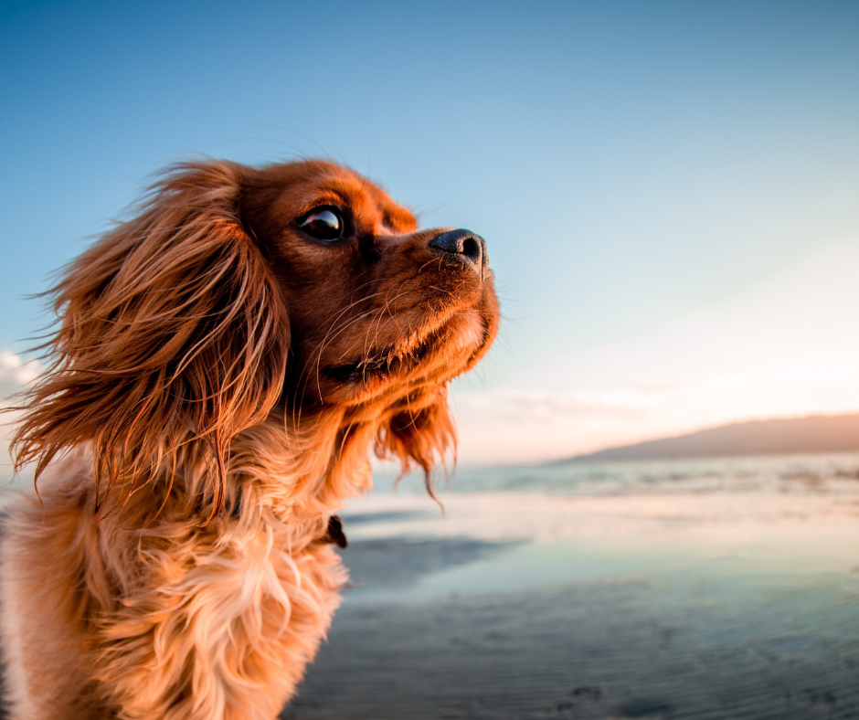 Colpi di calore nei cani BioBau